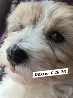 Dexter (BLUE EYES), a male Morkie for sale in Norwalk, CT – 9 of 10