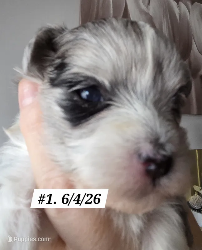 Dottie (BLUE Eyes) – Morkie puppy for sale in Norwalk, CT