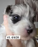 Dottie (BLUE Eyes), a female Morkie for sale in Norwalk, CT – 1 of 8