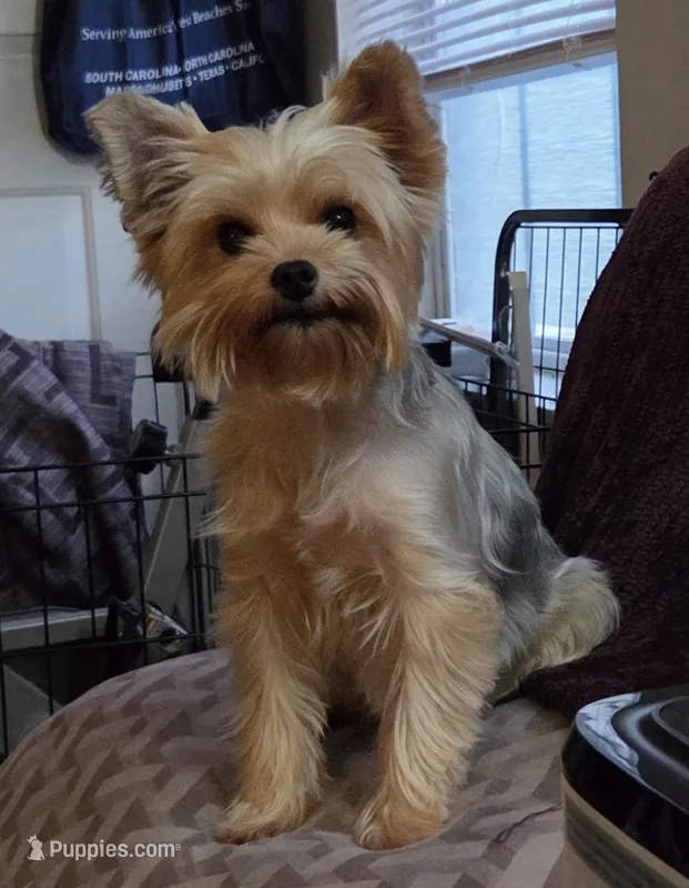 Sasha Girl AKC – Yorkshire Terrier puppy for sale in Norwalk, CT