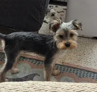 Carter, a male Yorkshire Terrier for sale in Norwalk, CT – 7 of 8