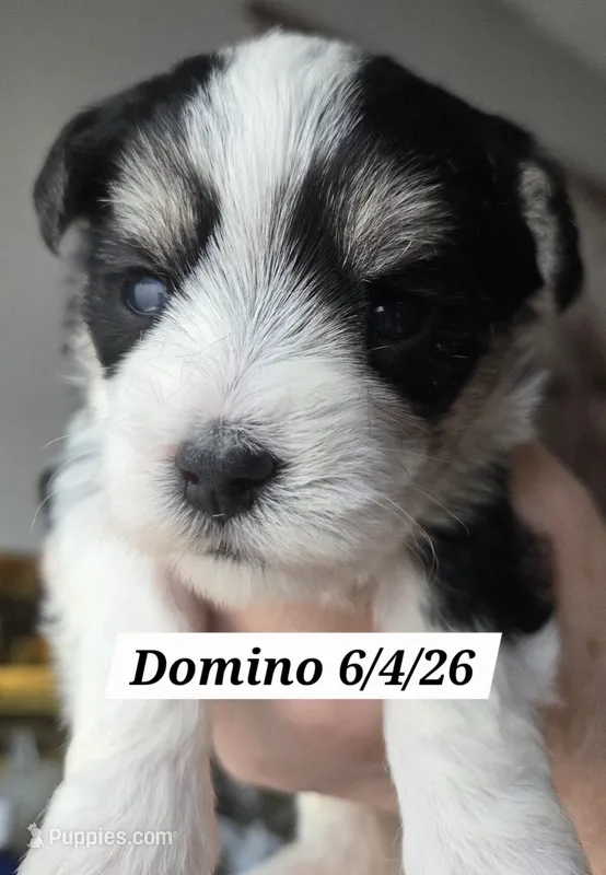 Domino – Yorkshire Terrier puppy for sale in Norwalk, CT