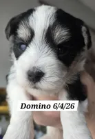 Domino, a male Yorkshire Terrier for sale in Norwalk, CT – 1 of 7