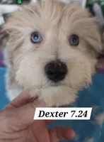 Dexter MORKIE (BLUE EYES!!), a male Morkie for sale in Norwalk, CT – 4 of 10
