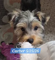 Carter, a male Yorkshire Terrier for sale in Norwalk, CT – 3 of 8