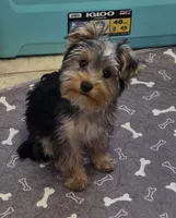 Carter, a male Yorkshire Terrier for sale in Norwalk, CT – 1 of 8
