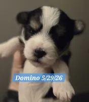 Domino, a male Yorkshire Terrier for sale in Norwalk, CT – 7 of 7