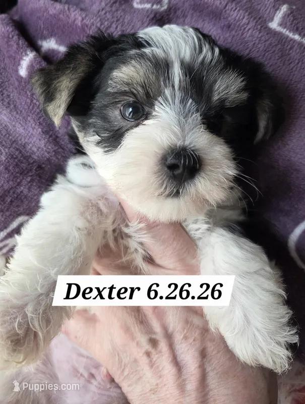 Domino Morkie – Yorkshire Terrier puppy for sale in Norwalk, CT