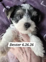 Domino Morkie, a male Yorkshire Terrier for sale in Norwalk, CT – 1 of 8