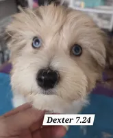 Dexter MORKIE (BLUE EYES!!), a male Morkie for sale in Norwalk, CT – 3 of 10