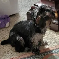 Missy Blue Merle, a female Yorkshire Terrier for sale in Norwalk, CT – Photo 2 of 7