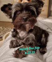 Missy Blue Merle, a female Yorkshire Terrier for sale in Norwalk, CT – Photo 1 of 7