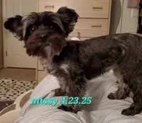 Missy Blue Merle, a female Yorkshire Terrier for sale in Norwalk, CT – Photo 4 of 7