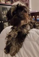 Missy Blue Merle, a female Yorkshire Terrier for sale in Norwalk, CT – Photo 5 of 7