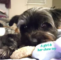 Missy Blue Merle, a female Yorkshire Terrier for sale in Norwalk, CT – Photo 3 of 7