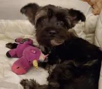 Missy Blue Merle, a female Yorkshire Terrier for sale in Norwalk, CT – Photo 7 of 7