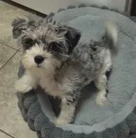 Dottie (Marble Eyes), a female Morkie for sale in Norwalk, CT – 4 of 7