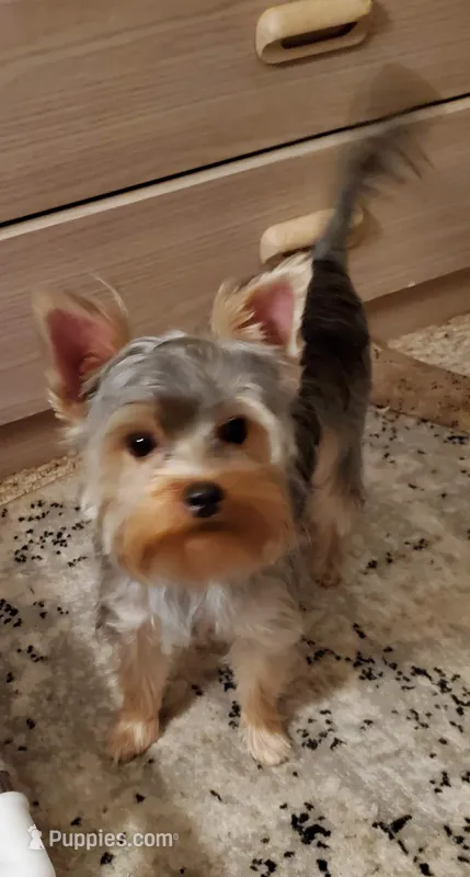 Sasha Girl – Yorkshire Terrier puppy for sale in Norwalk, CT