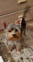 Sasha Girl, a female Yorkshire Terrier for sale in Norwalk, CT – 1 of 3