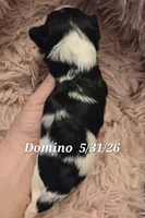 Domino, a male Yorkshire Terrier for sale in Norwalk, CT – 6 of 7