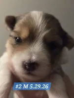 Dexter (BLUE EYES), a male Yorkshire Terrier for sale in Norwalk, CT – 6 of 7