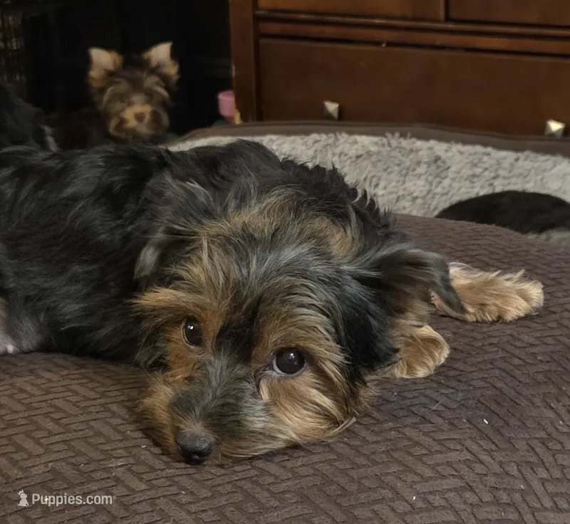 Tootsie (Merle Yorkie) PET ONLY – Yorkshire Terrier puppy for sale in Norwalk, CT