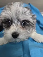 Dottie (Marble Eyes), a female Morkie for sale in Norwalk, CT – 1 of 7
