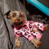 Tootsie (Merle Yorkie) PET ONLY, a female Yorkshire Terrier for sale in Norwalk, CT – 6 of 6