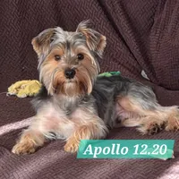Apollo (Mr Happy) Trad Yorkie, a male Yorkshire Terrier for sale in Norwalk, CT – Photo 5 of 8