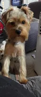 Apollo (Mr Happy) Trad Yorkie, a male Yorkshire Terrier for sale in Norwalk, CT – 8 of 8