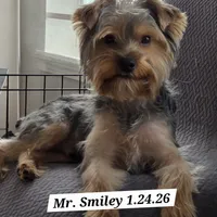 Apollo (Mr Happy) Trad Yorkie, a male Yorkshire Terrier for sale in Norwalk, CT – Photo 2 of 8