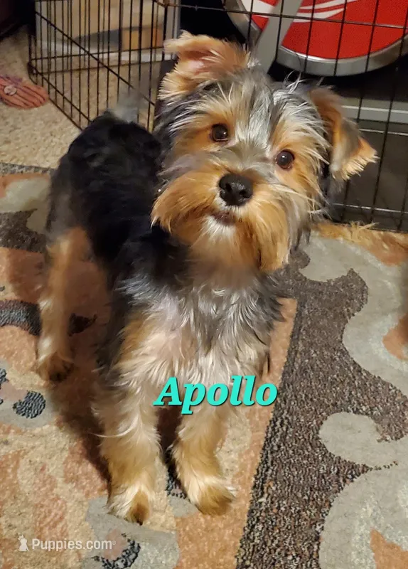 Apollo (Mr Happy) Trad Yorkie – Yorkshire Terrier puppy for sale in Norwalk, CT