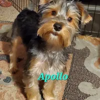 Apollo (Mr Happy) Trad Yorkie, a male Yorkshire Terrier for sale in Norwalk, CT – Photo 4 of 8
