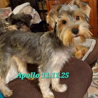 Apollo (Mr Happy) Trad Yorkie, a male Yorkshire Terrier for sale in Norwalk, CT – Photo 6 of 8