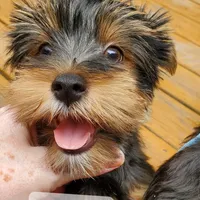 Apollo (Mr Happy) Trad Yorkie, a male Yorkshire Terrier for sale in Norwalk, CT – Photo 3 of 8