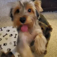 Apollo (Mr Happy) Trad Yorkie, a male Yorkshire Terrier for sale in Norwalk, CT – Photo 7 of 8