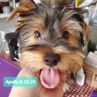 Apollo (Mr Happy) Trad Yorkie, a male Yorkshire Terrier for sale in Norwalk, CT – Photo 1 of 8