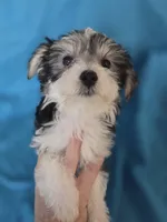 Domino Morkie, a male Yorkshire Terrier for sale in Norwalk, CT – 8 of 10