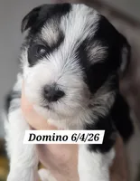 Domino, a male Yorkshire Terrier for sale in Norwalk, CT – 3 of 7