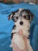 Domino Morkie, a male Yorkshire Terrier for sale in Norwalk, CT – 4 of 10