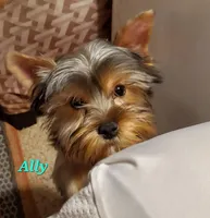 Ally Oop  PET ONLY, a female Yorkshire Terrier for sale in Norwalk, CT – Photo 6 of 9