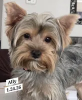 Ally Oop  PET ONLY, a female Yorkshire Terrier for sale in Norwalk, CT – Photo 7 of 9