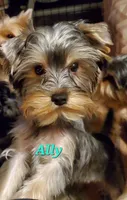 Ally Oop  PET ONLY, a female Yorkshire Terrier for sale in Norwalk, CT – Photo 5 of 9