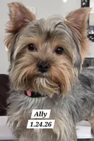 Ally Oop  PET ONLY, a female Yorkshire Terrier for sale in Norwalk, CT – Photo 1 of 9
