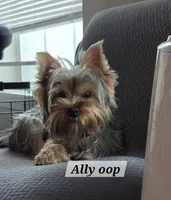 Ally Oop  PET ONLY, a female Yorkshire Terrier for sale in Norwalk, CT – Photo 9 of 9