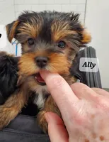 Ally Oop  PET ONLY, a female Yorkshire Terrier for sale in Norwalk, CT – Photo 4 of 9