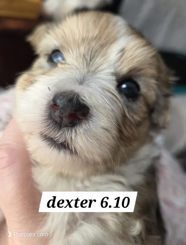Dexter (BLUE EYES) – Yorkshire Terrier puppy for sale in Norwalk, CT
