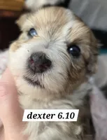 Dexter (BLUE EYES), a male Yorkshire Terrier for sale in Norwalk, CT – 1 of 7