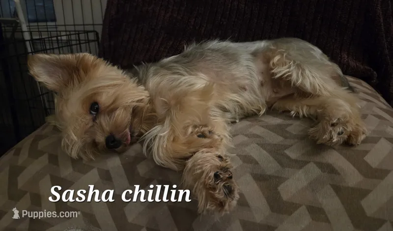 Sasha Girl AKC – Yorkshire Terrier puppy for sale in Norwalk, CT