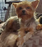 Sasha Girl, a female Yorkshire Terrier for sale in Norwalk, CT – 3 of 3